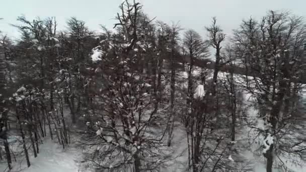 Flying over bare trees — Stock Video