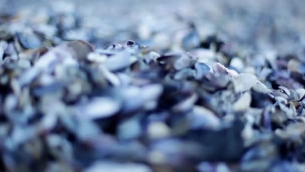 Conchas lavadas na praia — Vídeo de Stock