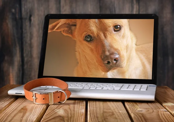 Fotos de cães no monitor do laptop — Fotografia de Stock
