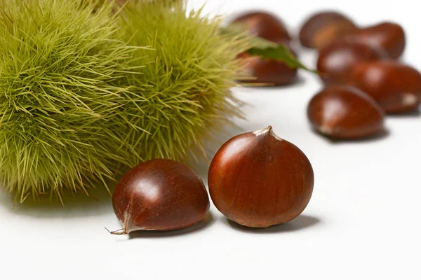 Pelo di castagno con riccio - sfondo bianco - primo piano — Foto Stock