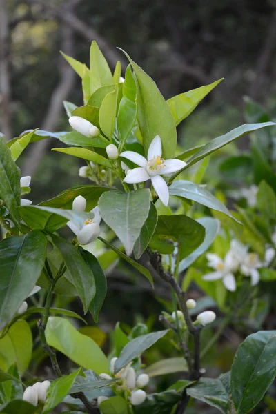 orange blossoms among green leaves