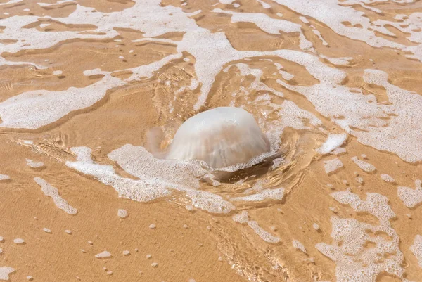 Kumlu sahilde suda denizanası — Stok fotoğraf