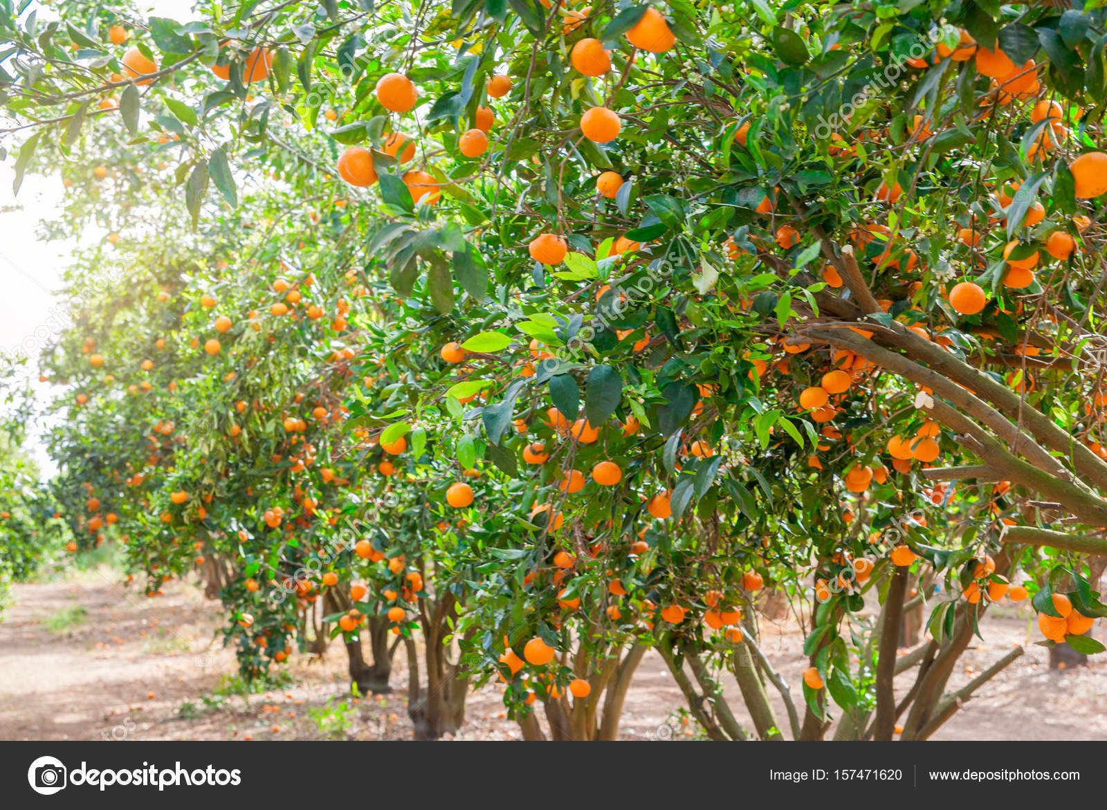 Ripe mandarin tree growing in the farm garden. — Stock Photo © Jukov 157471620