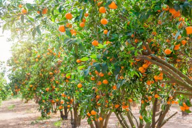 çiftlik bahçede büyüyen olgun mandalina ağacı.