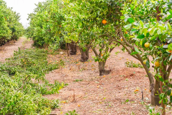 Zralé mandarin strom rostoucí v zahradě farmy. — Stock fotografie