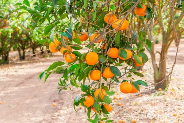 Mandarino maturo che cresce nel giardino della fattoria . — Foto Stock