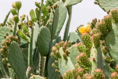 Kaktüs Tzabar Opuntia ficus-indica Negev Çölü'nde çalılık.