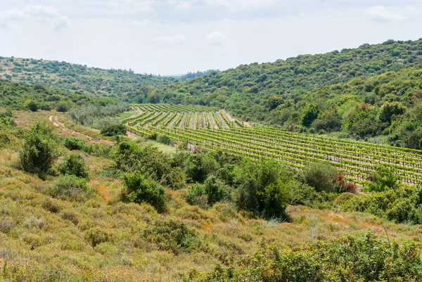 Judean Hills near Beit Shemesh — Stock Photo, Image