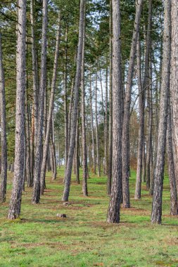 masal köknar ağacı orman