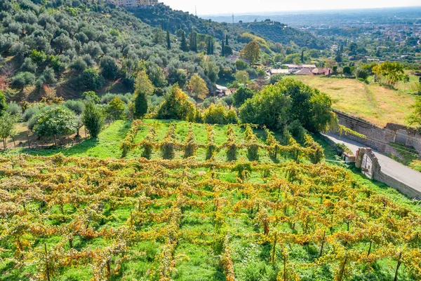 Italienischer Weinberg in der Landschaft von Tivoli, schöner sonniger Tag, — Stockfoto