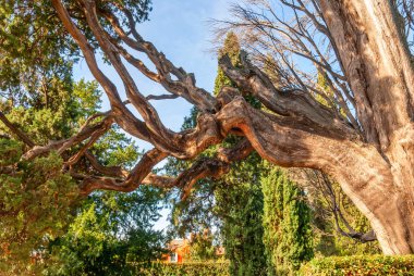 Yüksek enlem ölü ağaçlar mavi gökyüzü altında