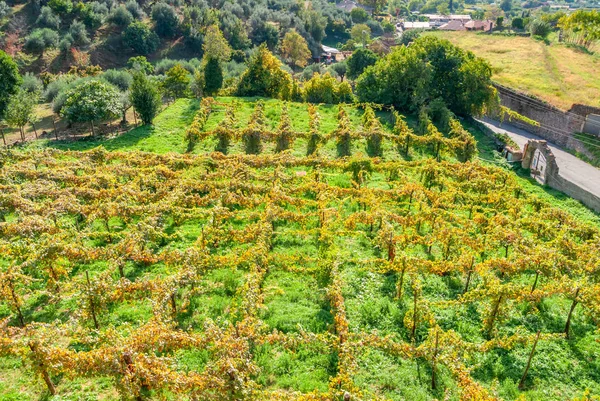 Итальянский виноградник в сельской местности Тиволи, недалеко от Рима — стоковое фото