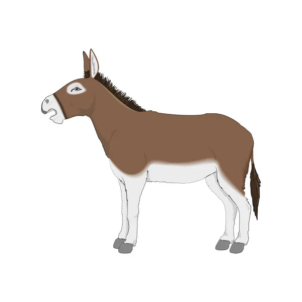 Carino Donkey Vectoral Illustration Sfondo Bianco Isolato — Vettoriale Stock