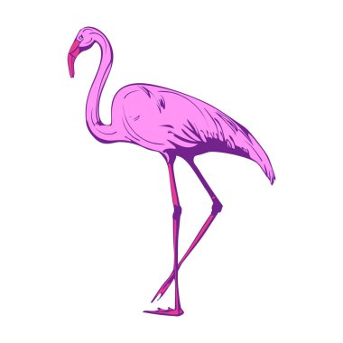 Beyaz arka planda pembe flamingo. Vektör illüstrasyonu.