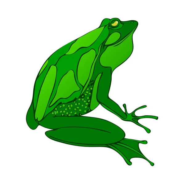 Bright Green Big Frog Drawing Vector Isolated White Background — Stock Vector