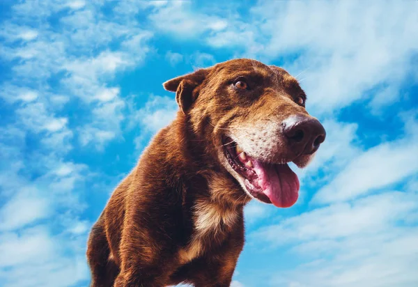 kahverengi bir gülümseyen köpek gökyüzü karşı Close-Up