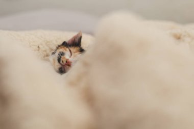 Uyuyan kedi yavrusunu kurtardım.