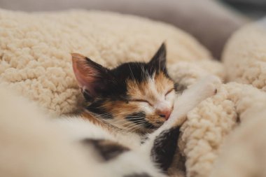 Uyuyan kedi yavrusunu kurtardım.