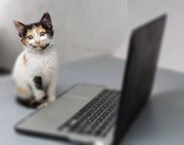 Kedi yavrusu dizüstü bilgisayarın önünde oturuyor.