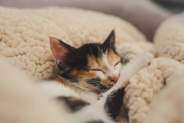 Спасаемый котенок спит — стоковое фото