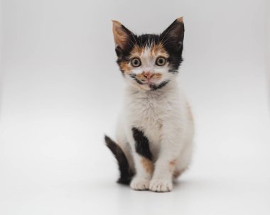 Kedi yavrusu kameraya bakıyor.