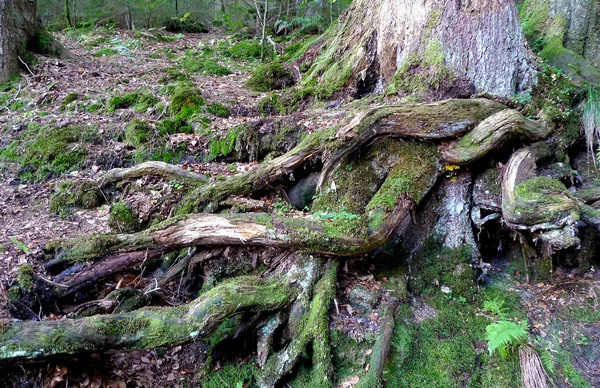 Tree with twisted roots — Stock Photo, Image