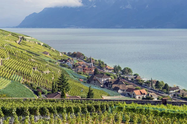 Vinice v oblasti Lavaux na Ženevském jezeře — Stock fotografie