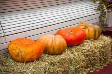 saman üzerinde büyük olgun kabaklar 
