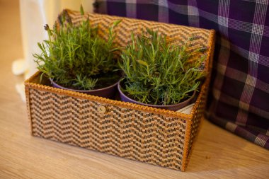 fern iki kap ile göğüs