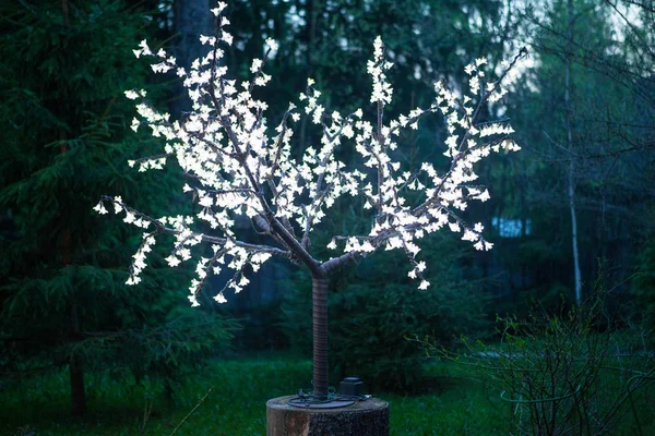 矮树用灯泡装饰 — 图库照片
