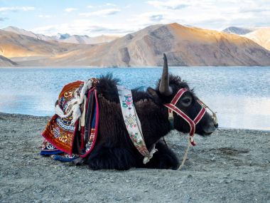 Lakeside, Tibet sığırı