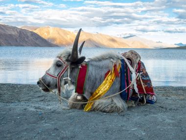 Lakeside, Tibet sığırı
