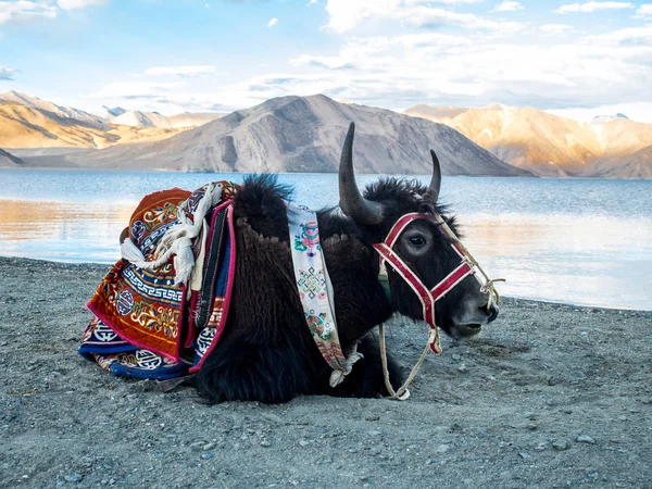 Lakeside, Tibet sığırı