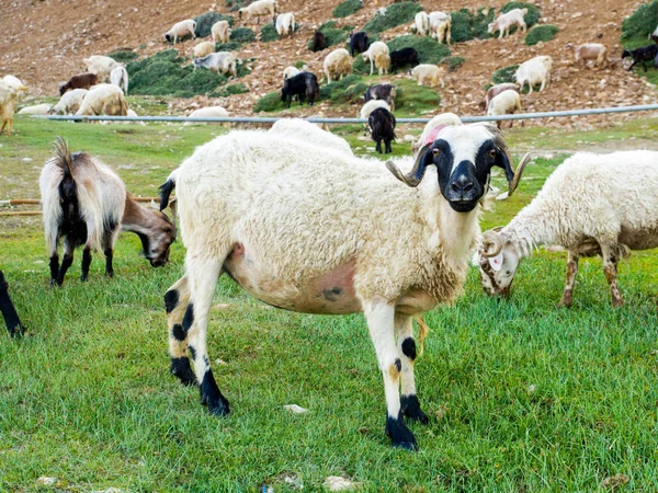 Beyaz dağ keçisi