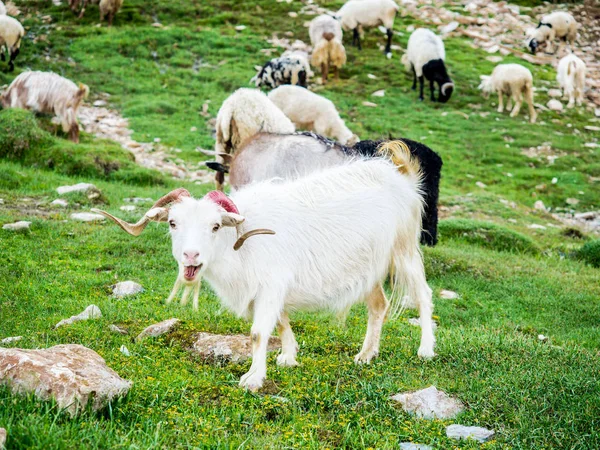 Beyaz dağ keçisi