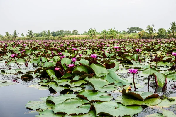 Pembe Lotus alanı içinde Banglen, Nokornpatom, Tayland