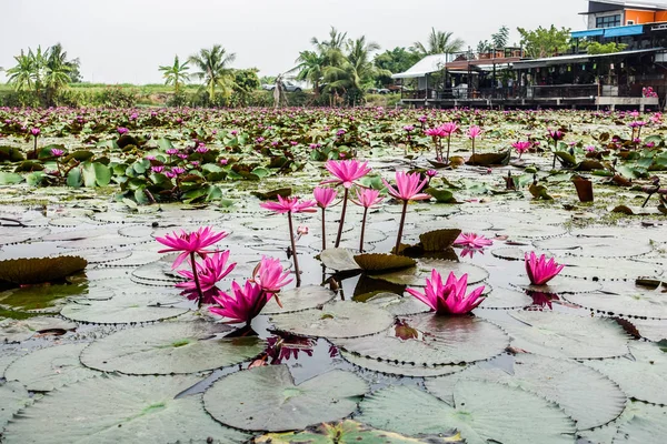 Pembe Lotus alanı içinde Banglen, Nokornpatom, Tayland