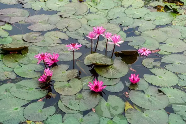 Pembe Lotus alanı içinde Banglen, Nokornpatom, Tayland
