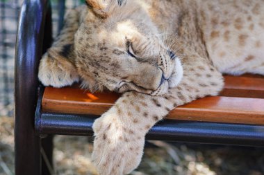 Uyuyan aslanı Safari Park Taigan