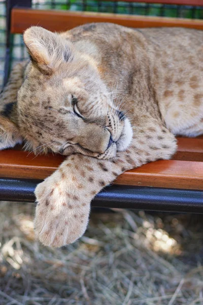 Uyuyan aslanı Safari Park Taigan