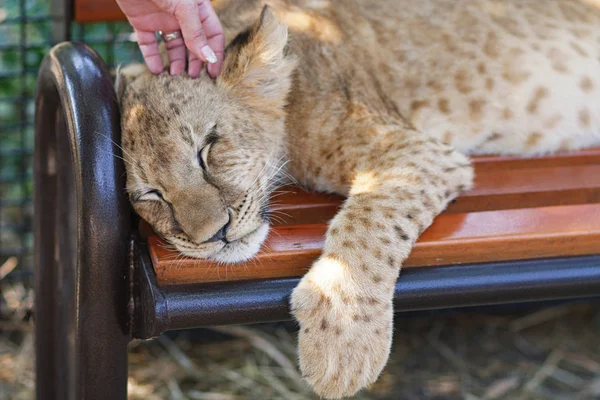 Uyuyan aslanı Safari Park Taigan