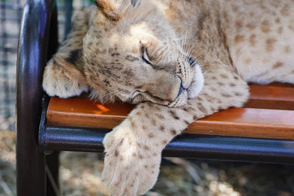 Uyuyan aslanı Safari Park Taigan