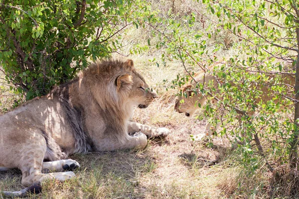 Lions in The Safari Park Taigan