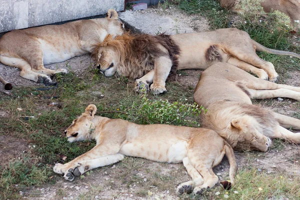 Lions in The Safari Park Taigan