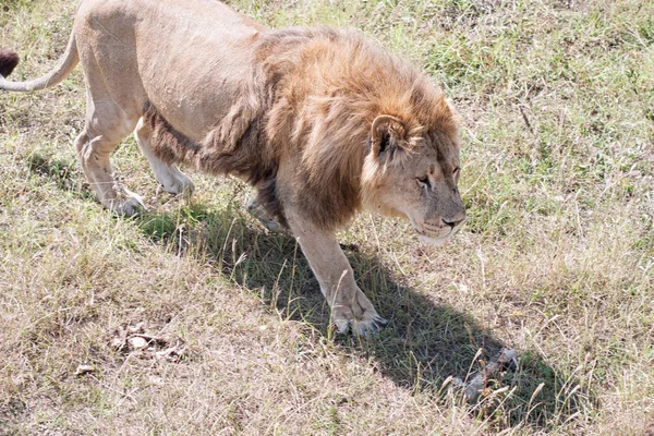 Leoni nel Safari Park Taigan — Foto Stock
