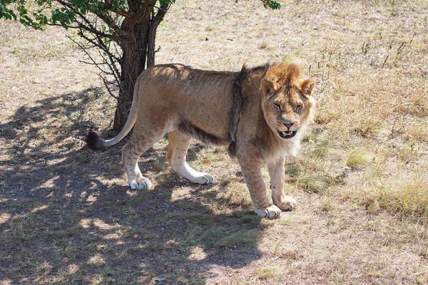 サファリパーク直木のライオンズ ストック写真