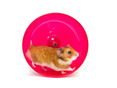 Tekerlekli Hamster
