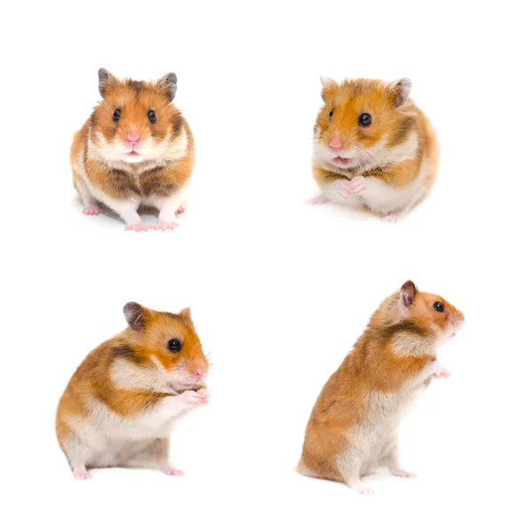 Hamster kümesi