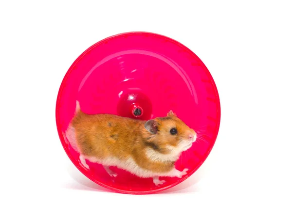 Hamster em uma roda — Fotografia de Stock