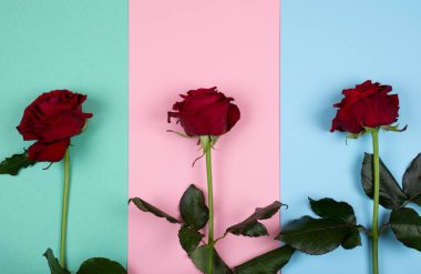 Pastel renklerin arka planında üç parlak kırmızı gül (üst görünüm))